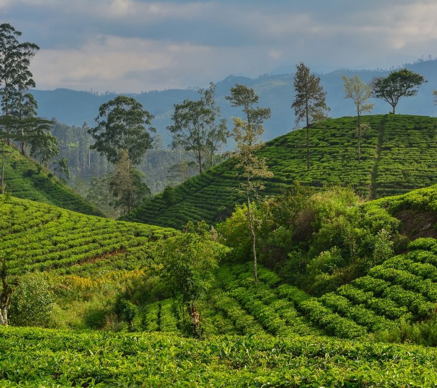 sri lanka 4